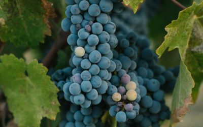 Les Vignobles de l’Yonne
